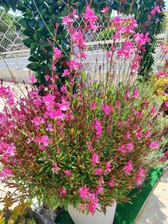 Baie des anges appartement Bis - 1