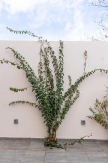 Vasso Villa - Brauron - 5