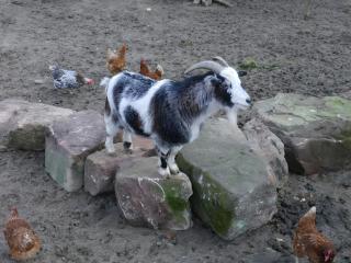 Kempfenhof - Seelbach - 4