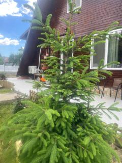 Cabana din Pripor - 8