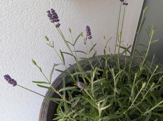 Im Grünen in Puchenau - 7