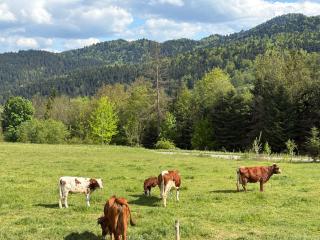 Agroturystyka Na Wypasie - Grywałd - 4