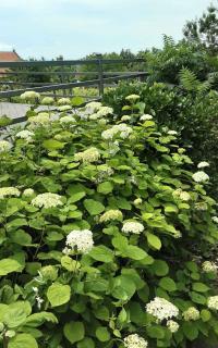 Apartments in Badacsony - Balaton 50626 - 3