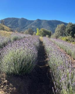 Rancho los Olivos Amealco - Amealco - 5
