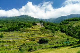 Terra Buona Rooms - Traona - 2