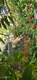 Holiwood - Himare - 9
