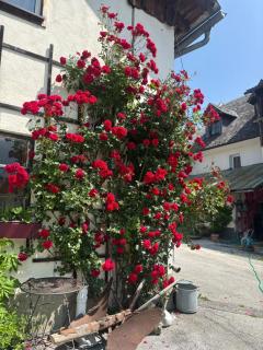 Wengerwirt zur Laube rustical "Blue" - 8