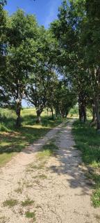 Podere Le Querce - 1