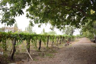 El Tirano, Casa de campo - 7