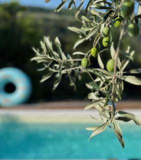 Villa Olivi - a natural paradise near Motovun - 7