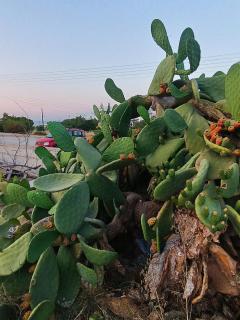 Piperi Beach HOUSE PAROS ALL INN - Naoussa - 0