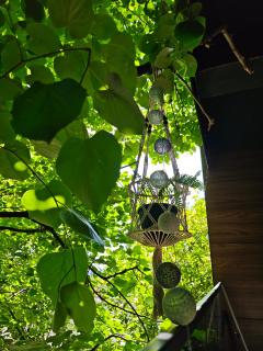 Cozy Nest - Belgrad - 1