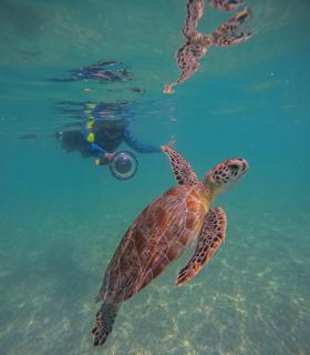 Nado con tortugas marinas en akumal - Akumal - 3