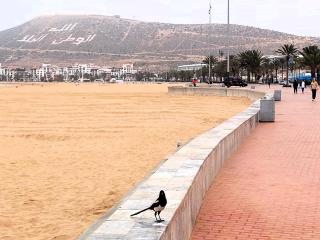 AgadirBay IkenParc centre piscine , et plage à 5mnts à pieds - Agadir - 9