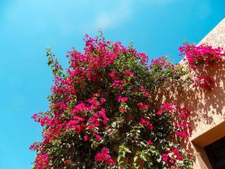 Villa Gourza - Tassa Ouirgane - 6