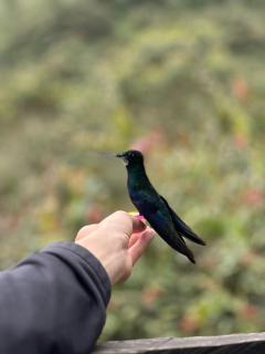 El Refugio del Colibrí - Santa Rosa de Cabal - 7