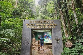 The Rain Forest - - 5