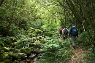 The Rain Forest - - 2