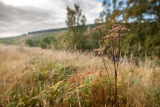 Greenhill Cottage - Evanton - 5