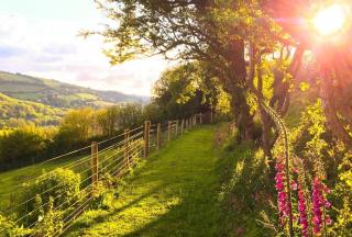 Newt Cottage - Combe Martin - 1