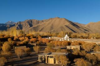 The Postcard in The Himalayan Willows, Stok, Leh - 0