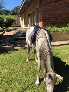 Wander Inn Apartments - Livingstone - 8