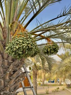 Home Away from Home - Abu Dhabi - 7