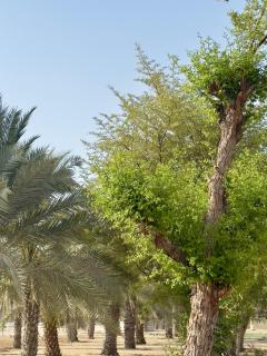 Home Away from Home - Abu Dhabi - 3