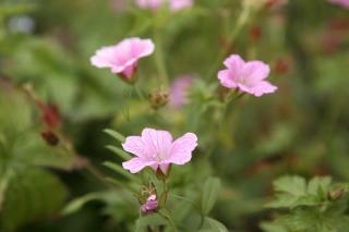 St Andrews Round House - Cupar - 2