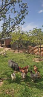 Nature et al House - Casa para uso exclusivo e jardim - Little farm - Batalha - 9