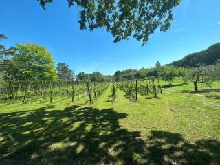 Vigna Visconti - Orceto - 9