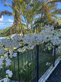 La case vétyver - 2