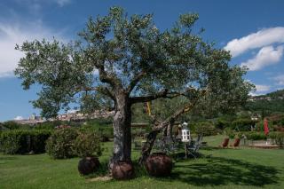 Tenuta San Masseo - boutique farm resort & SPA - Assisi - 5