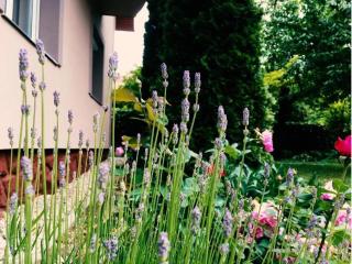 Lavender Apartment - 9