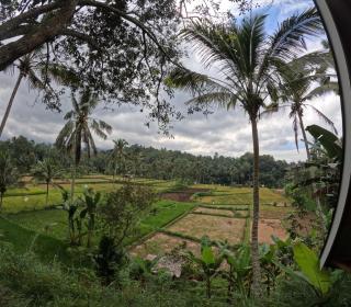 Forest Side bungalow - Tetebatu - 4