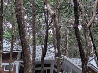 DreamWoods Cottage - 2