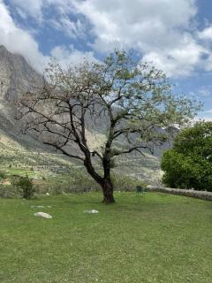 The Walnut Tree Lodge, Naltar - Jugut - 9