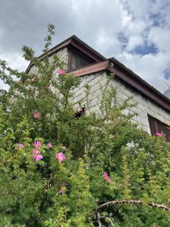 The Walnut Tree Lodge, Naltar - Jugut - 4