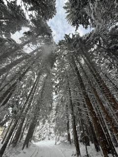 Berghof Eva - Hotel - Panichishte - 1