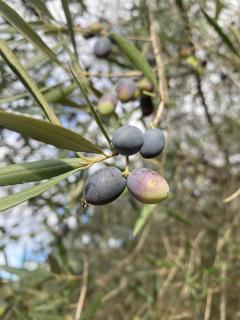 Algarve Olive Tree Lodge - Nora - 1
