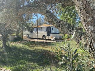 Algarve Olive Tree Lodge - Nora - 3