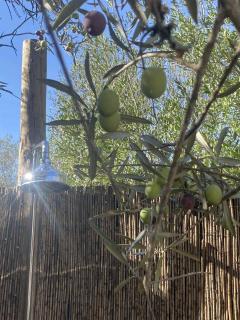 Algarve Olive Tree Lodge - Nora - 5