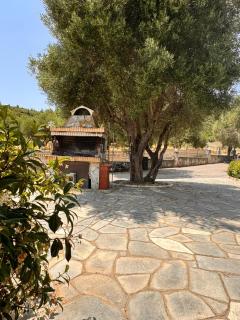 The Big Olive Tree - Hanioti - 7