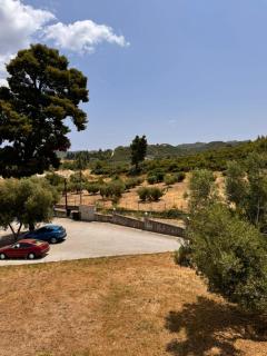 The Big Olive Tree - Hanioti - 4