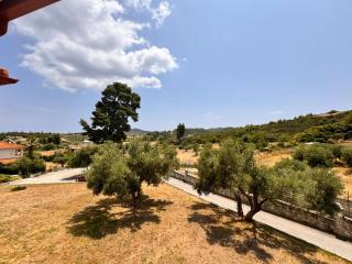 The Big Olive Tree - Hanioti - 3