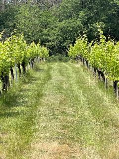Domaine Le Nourrissat - Savignac-de-Duras - 9