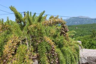 Cozy Cottage Close To Beaches - Kovači - 6