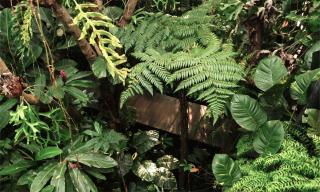 TROPICAL GARDEN Homestay - Buôn Alê (1) - 6