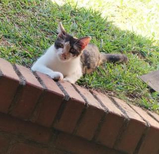 Cata Bed Breakfast Pet-friendly - 2