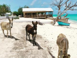 Newly Renovated House PotcakeVilla - Grand Turk - 6